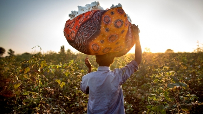 131217 India cotton december 2013Foto: {Åsa Sjöström} / Momentagency