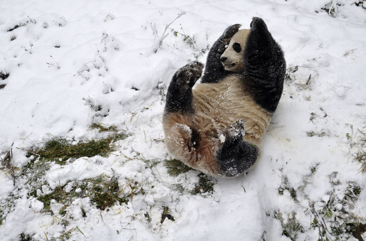 Um panda gigante brinca na neve no zoo em Kuming, na província de Yunnan, China (REUTERS/China Daily)