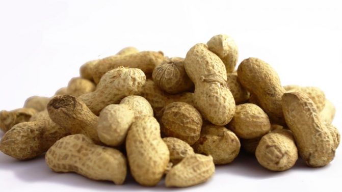 Os amendoins são a melhor fonte de proteínas. Podem ser consumidos de diferentes formas: salgados, fritos, cozidos e mesmo crus