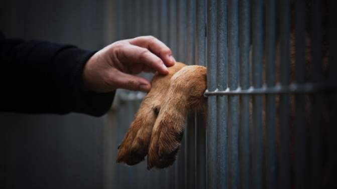 Mortos 33 cães e gatos por dia nos canis do Estado. O Jornal de Notícias que os “números oficiais apontam para o abate de 12 mil animais no ano passado”. No entanto, “as associações contestam, dizem que foram 100 mil. Iniciativa junto do Parlamento quer seguir exemplo da Madeira e acabar com mortes” (Foto Bruno Simões Castanheira/Global Imagens)