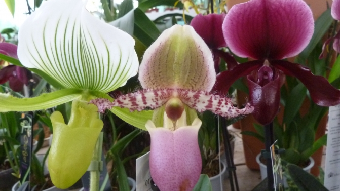 Orquídea: Paphiopedilum