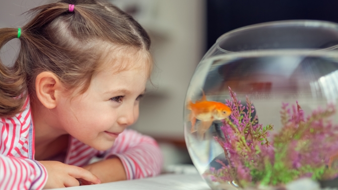 1. Escolha o animal de acordo com o seu orçamento.