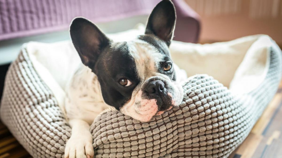 animais de estimação