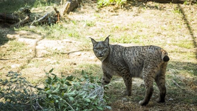 pd_traillince_nc0011