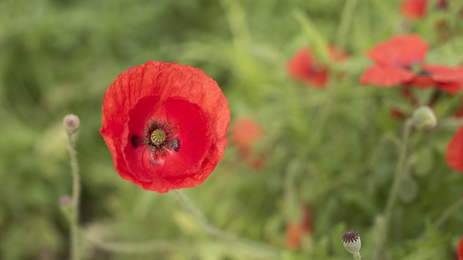 shutterstock_633493364