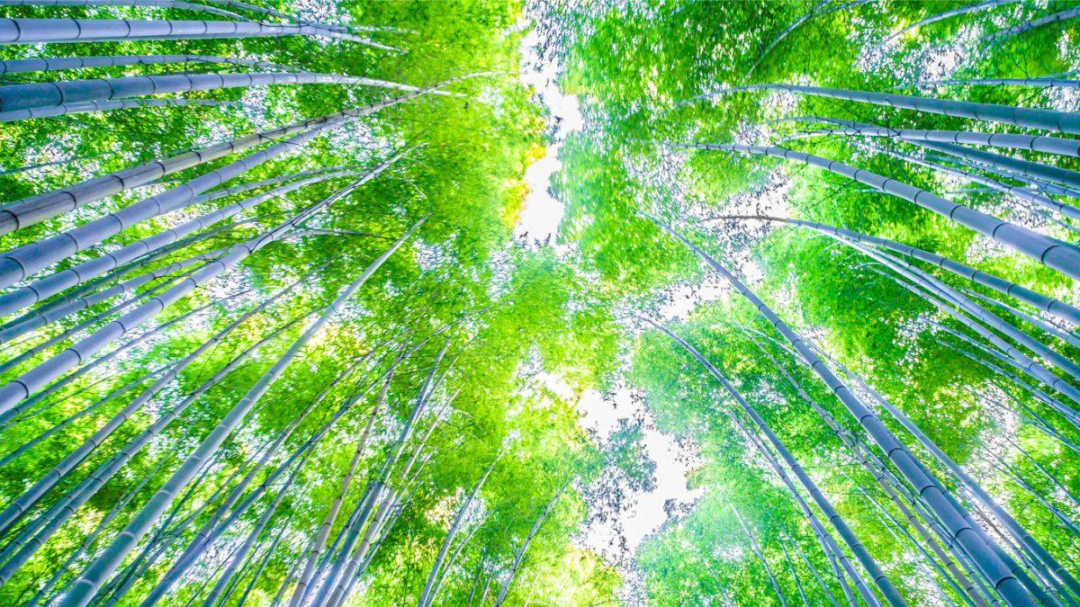 template_imagem_abertura