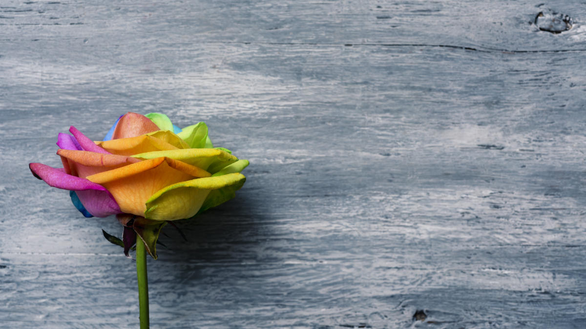 intersexo _ shutterstock