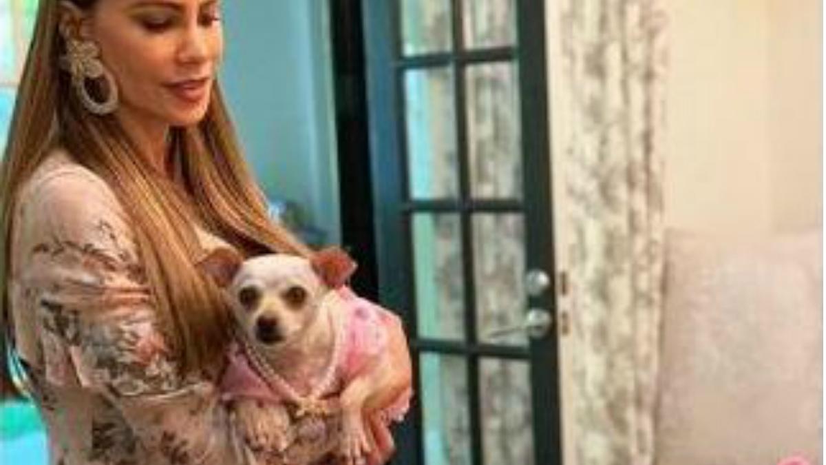Sofia vergara cadela aniversário