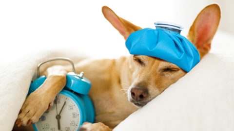 receitas saudáveis ressaca