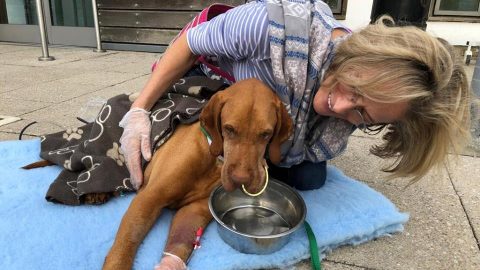 Cadela morre depois de dona lhe dar bolo de chocolate