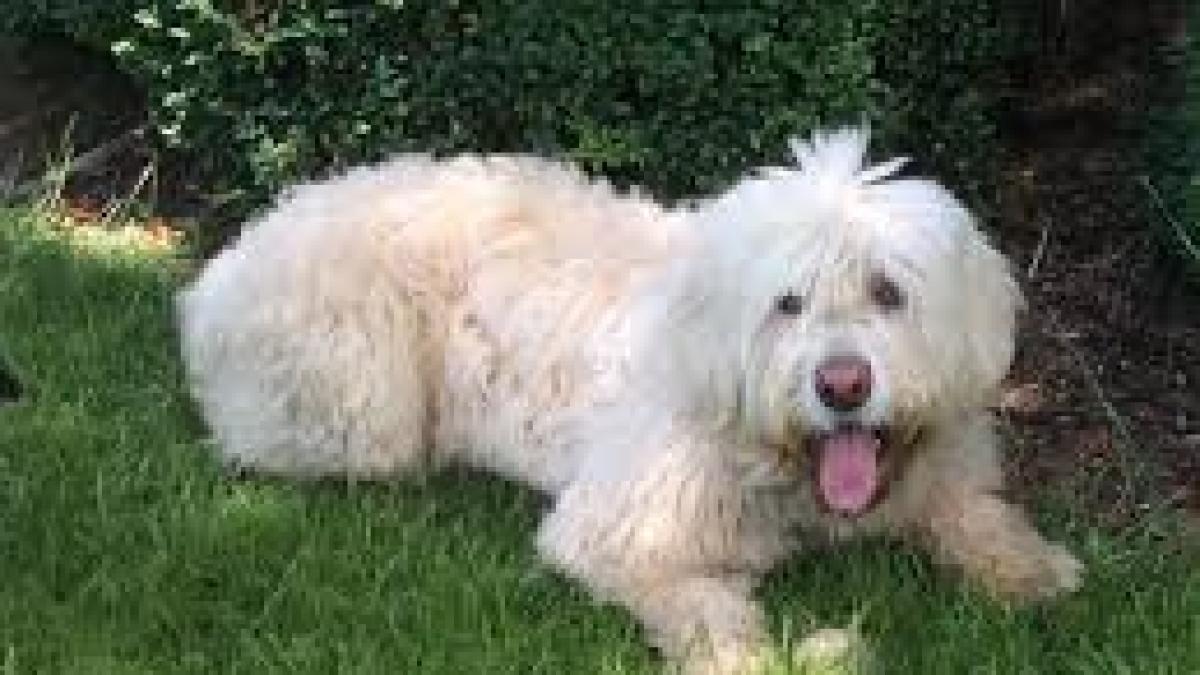 cão barbado da terceira