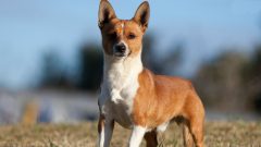 cão podengo português