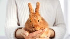 China poderá deixar de testar cosméticos em animais