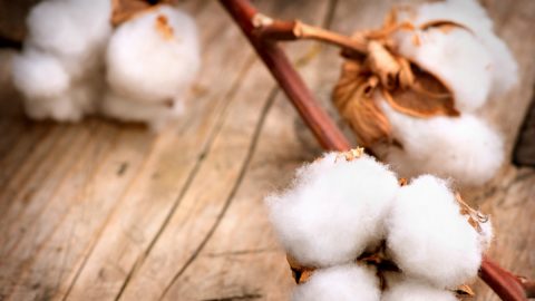 algodão orgânico moda sustentável sustentabilidade