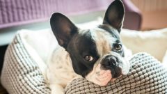 empresa cães licença