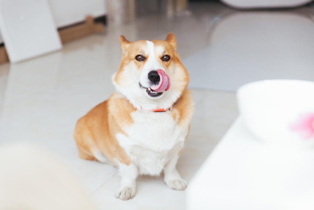 shutterstock_533098678