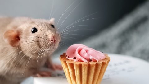 Pet festival ratazanas domésticas dil Lisboa formigas mãe e gatos