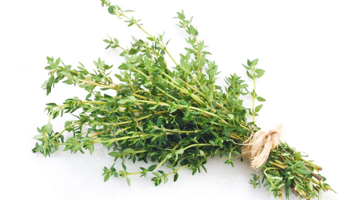 Fresh thyme bunch tied up shot on white backdrop