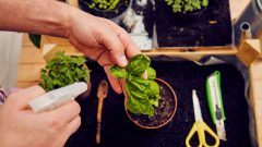 Horta casa restos sobras alimentos