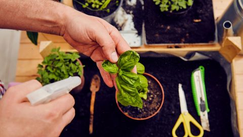 Horta casa restos sobras alimentos