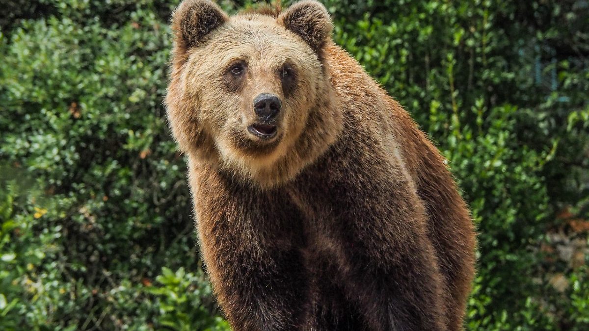 Jardim Zoológico_Urso(1)