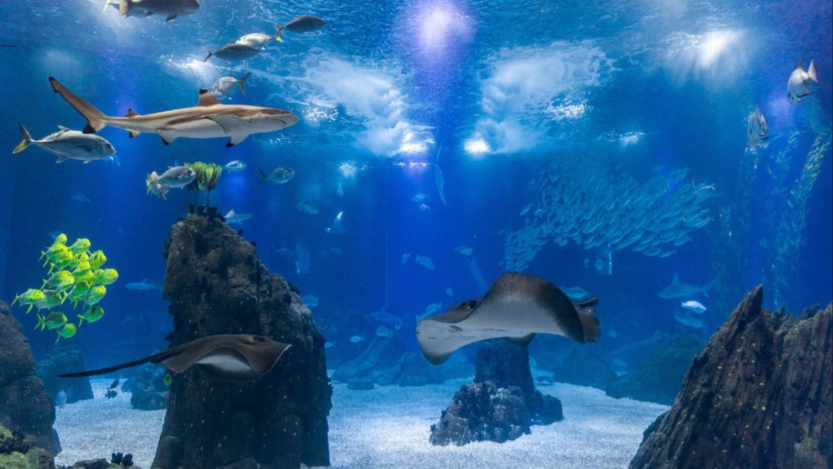 oceanario