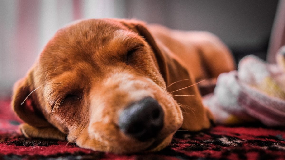 pexels-magda-ehlers-3038776(1)