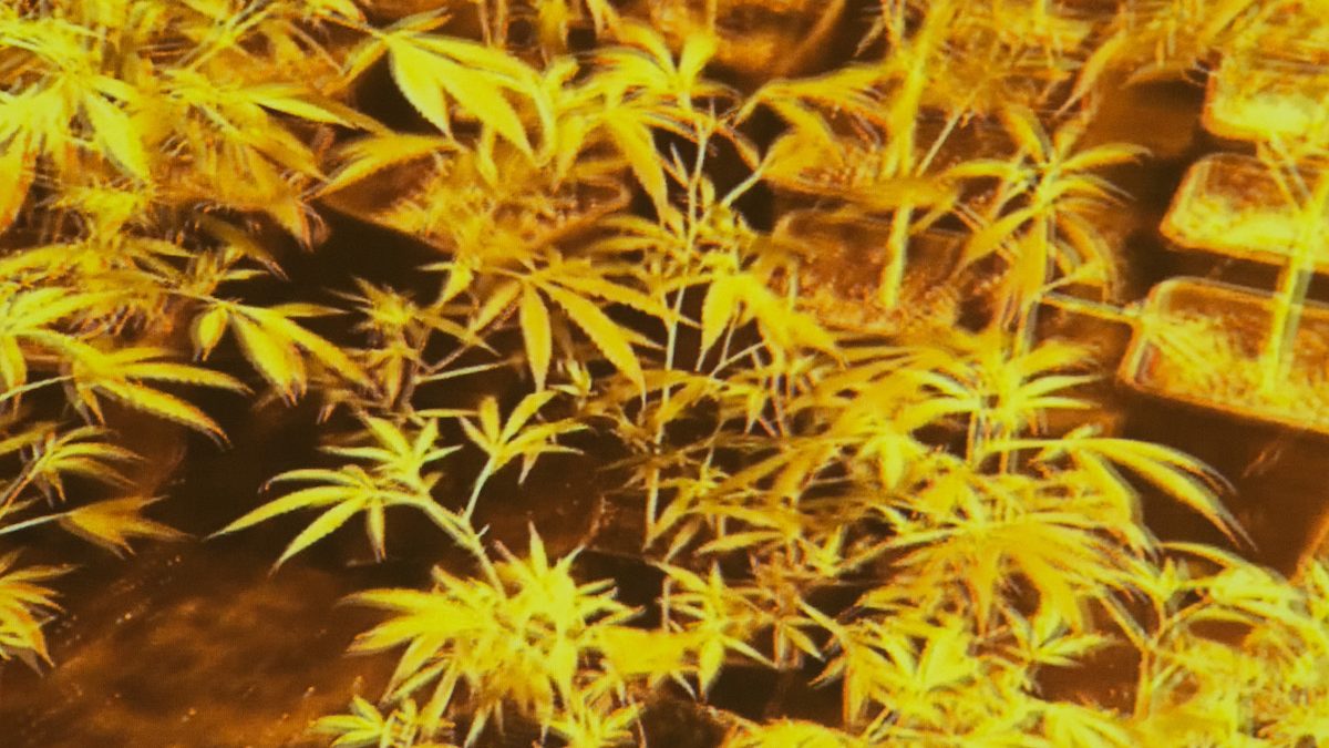 Mega estufas de canábis desmanteladas pela PJ