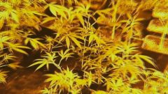 Canábis drogas ilícitas relatório