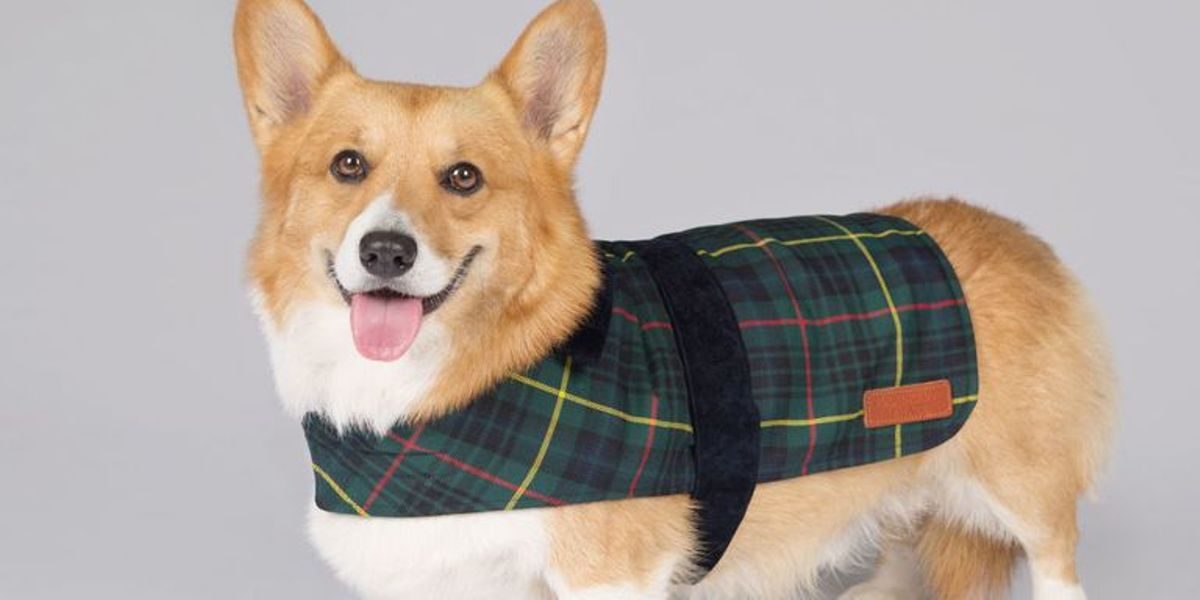 cães royal collection trust