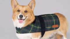 coleção roupa acessórios animais de estimação isabel II