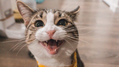 Comunicar melhor gato dono homem mulher animais de estimação felinos