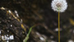 polen boletim alergias boletim