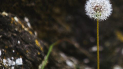 polen boletim alergias boletim