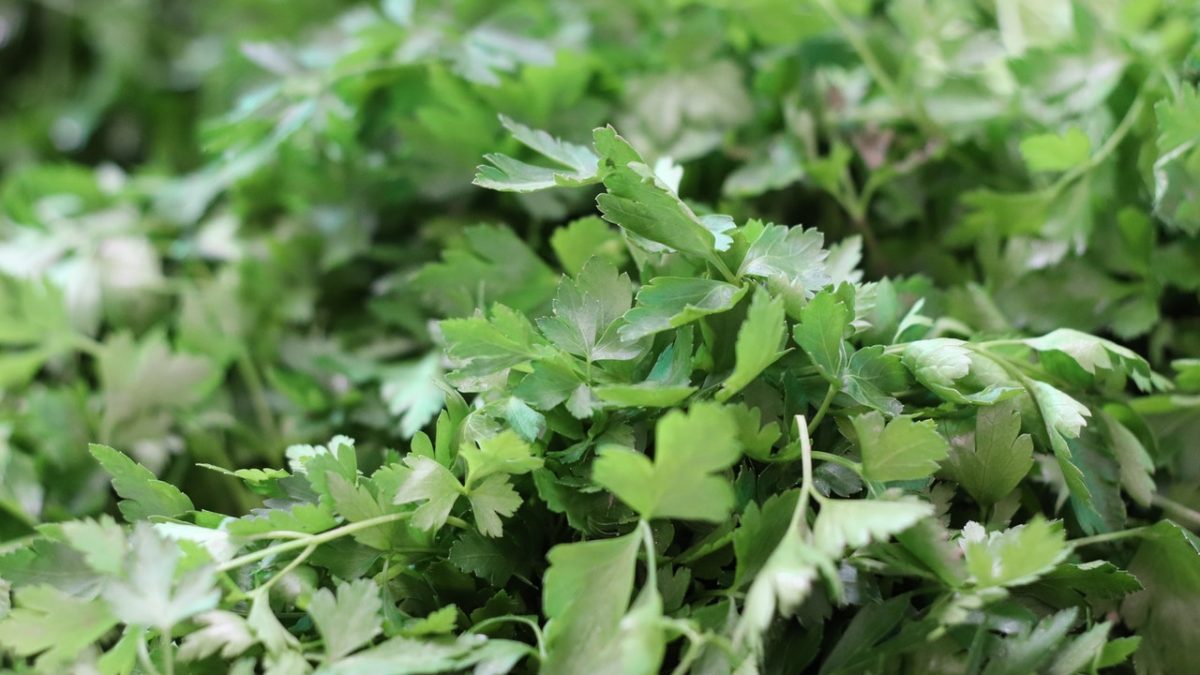 pexels-servet-photograph-6658368