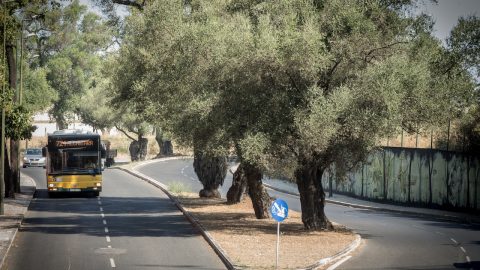 seniores passe grátis carris