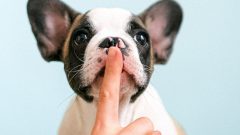 cães pintar unhas humanozar maus tratos