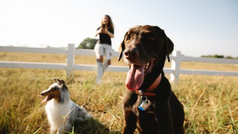 Fotografias animais estimação