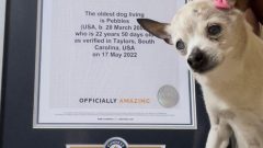 pebbles cadela mais velha mundo morreu