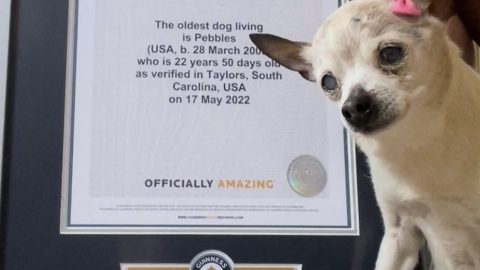 pebbles cadela mais velha mundo morreu