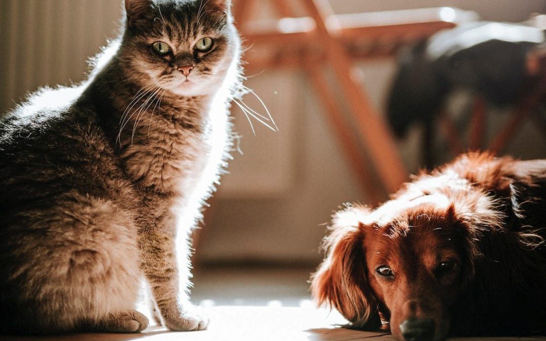 pexels-marián-šicko-4214919(1)