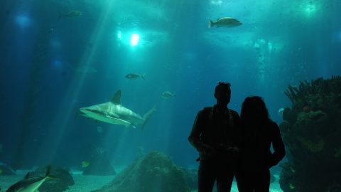 oceanário bilhetes grátis 16 de dezembro 12 anos