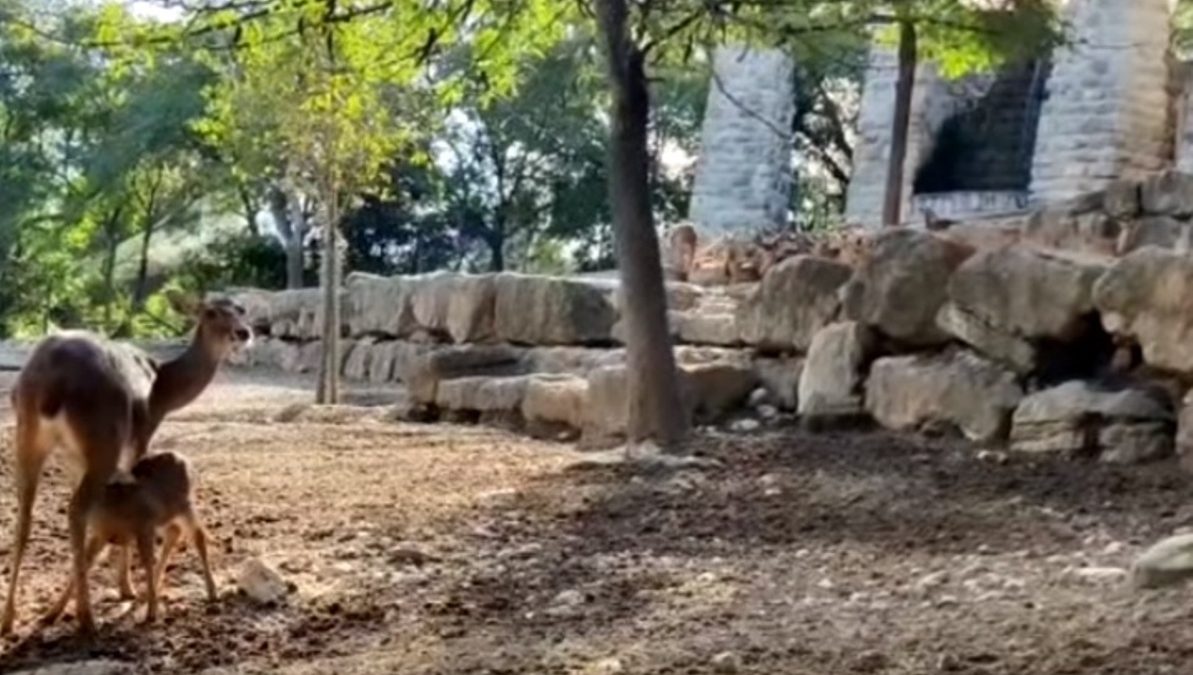 Zoo veado da Birmânia
