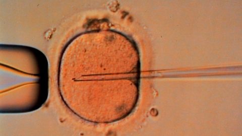 infertilidade afeta 1 em cada seis OMS estudo relatório