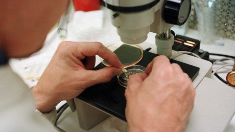 embriões humanos embrióides