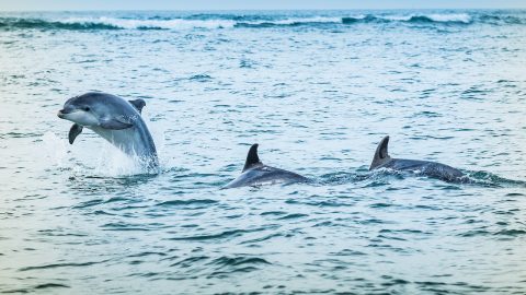 Golfinhos tejo suspenso