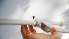 percevejos praga receitas caseiras afugentar