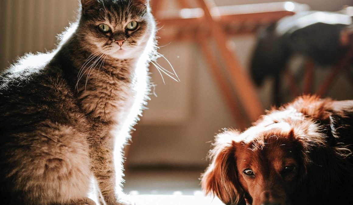 pexels-marián-šicko-4214919(1)