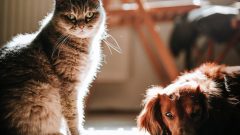 cães gatos registados