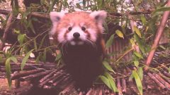 Panda-vermelho bebé Zoológico jardim Lisboa